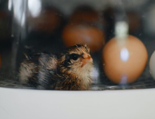 WHICH CAME FIRST: (The Egg or The Hen)